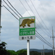 Image for article titled Watch Out for Cats!